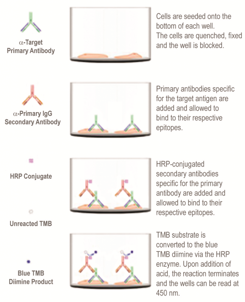 schematisationELISA kitsCytoGlow_Interchim_blog_0416