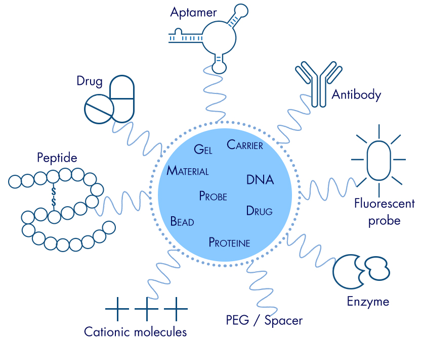 PEGylation_interchim_blog_0916