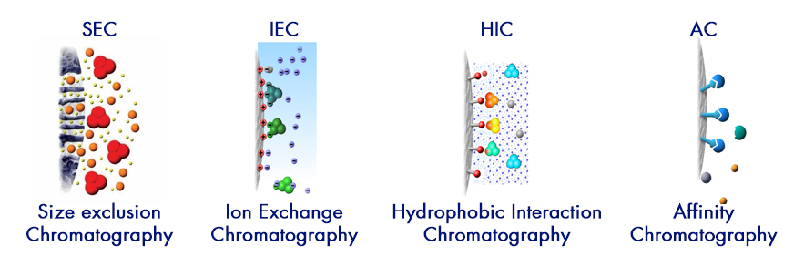 purification_proteine_chromatographie_technique_interchim_blog_2010