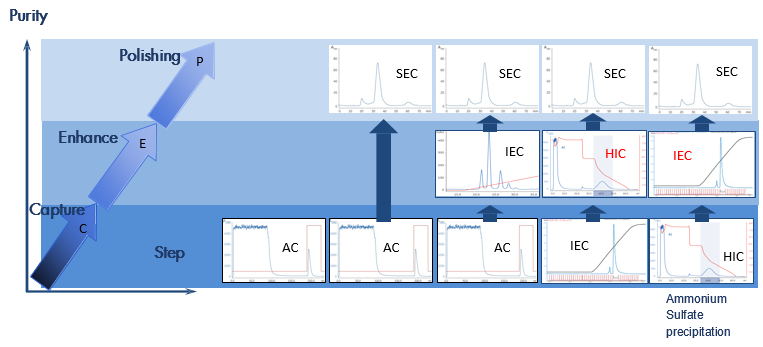 step_CEP_protein_purification_interchim_blog_10162