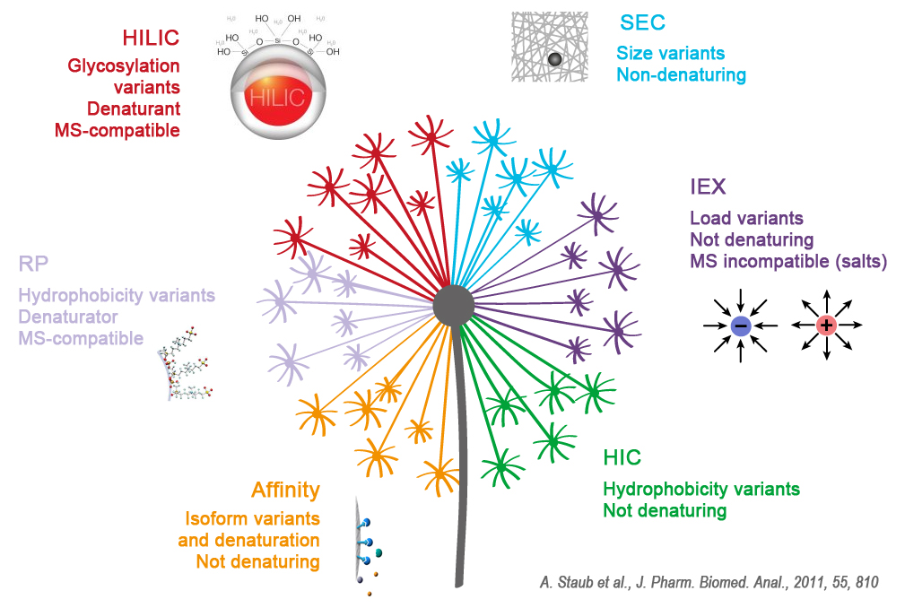 Protein purification technics Affinity