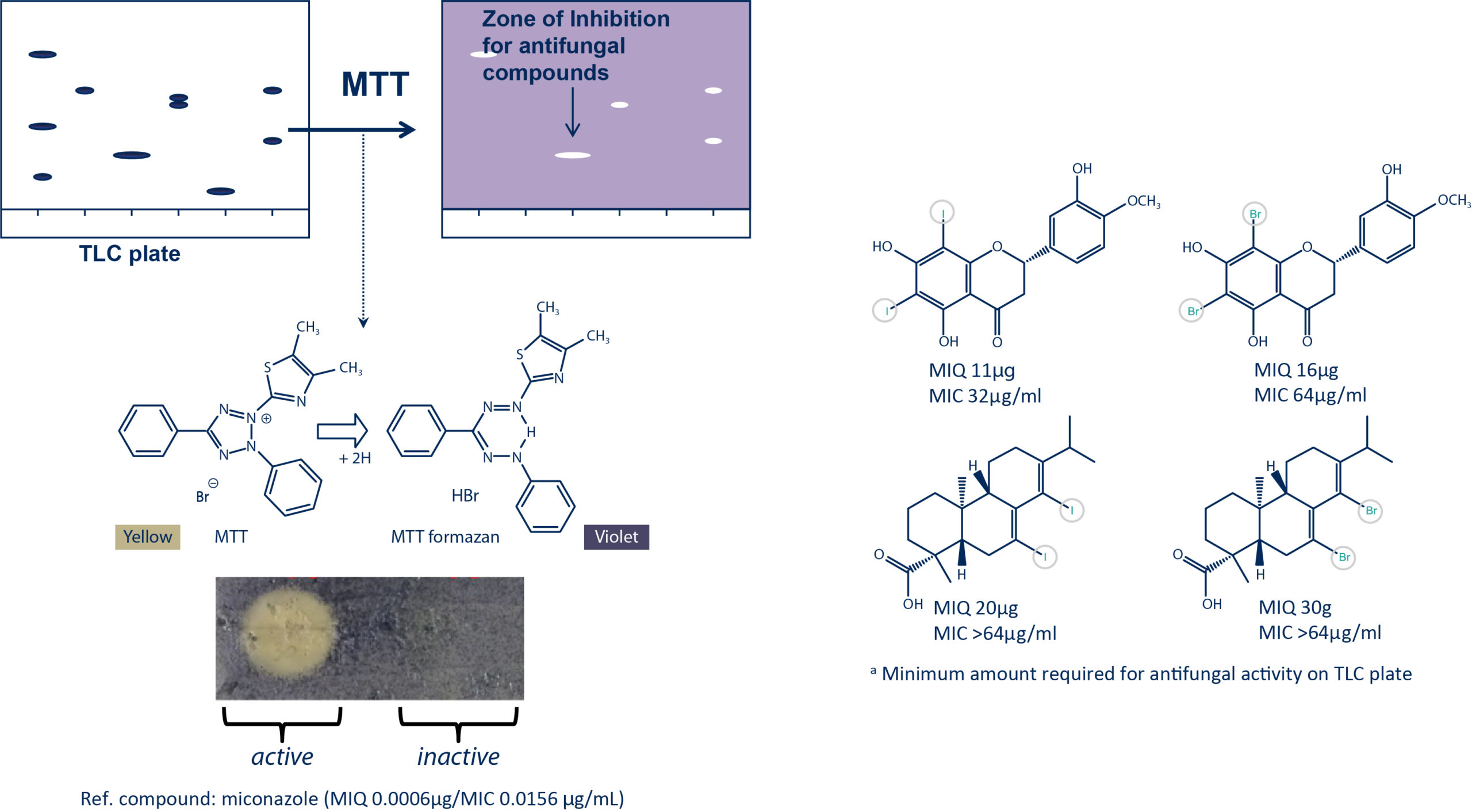 Antifungal bioautography assay