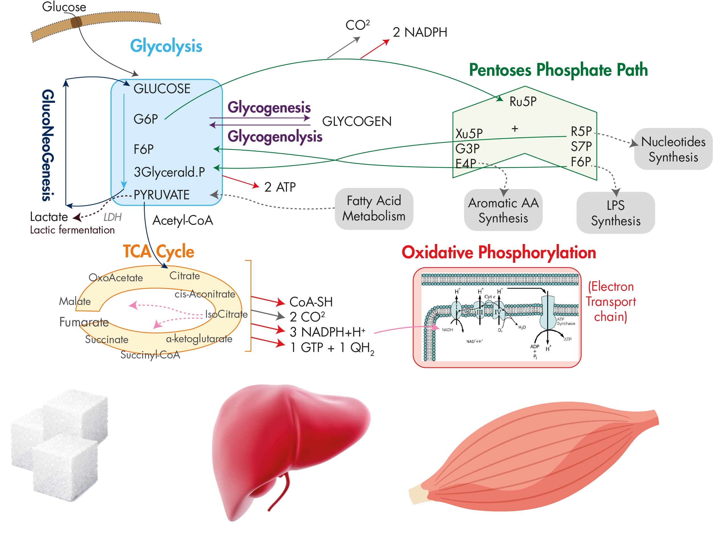 Glucose metabolism: study of pathways, enzymes and metabolites