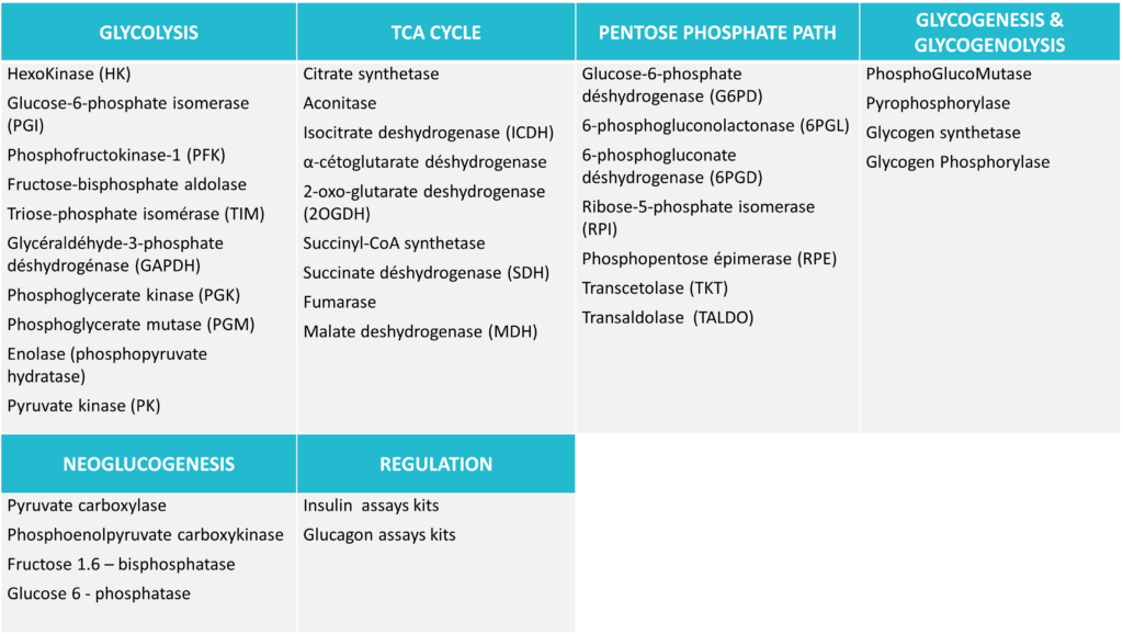 Tableau_Glycolysis_TCA cycle_PentosePhosphate_Path_Glycogenesis_Glycogenolysis